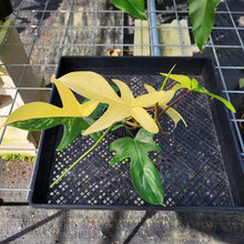 Load image into Gallery viewer, Philodendron Florida Beauty, Exact Plant Variegated Ships Nationwide
