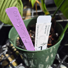 Load image into Gallery viewer, Philodendron Sharoniae, Exact Plant Ships Nationwide
