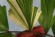Load image into Gallery viewer, Variegated Fishtail Palm, exact plant, ships nationwide
