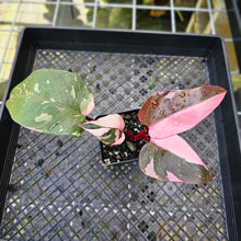 Load image into Gallery viewer, Philodendron Pink Princess Galaxy, Exact Plant Variegated
