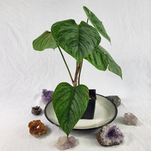 Load image into Gallery viewer, Philodendron Sodiroi True Form, Exact Plant Ships Nationwide
