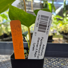 Load image into Gallery viewer, Anthurium Papillilaminum Fort Sherman X Ralph Lynam, Exact Plant Ship Nationwide
