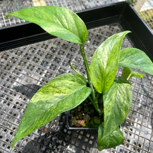 Load image into Gallery viewer, Epipremnum Pinnatum Tricolor Mint, Exact Plant Variegated Ships Nationwide
