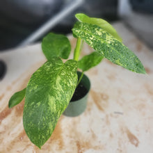 Load image into Gallery viewer, Philodendron Jose Buono, Exact Plant Variegated Ships Nationwide
