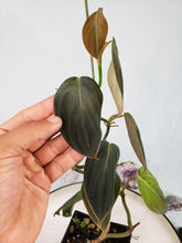 Load image into Gallery viewer, Gigas, exact plant, Philodendron, ships nationwide

