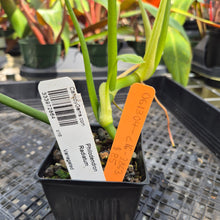 Load image into Gallery viewer, Philodendron Radiatum, Exact Plant Variegated Ships Nationwide

