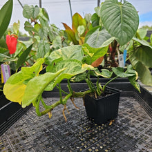 Load image into Gallery viewer, Syngonium Mango Allusion, Orm Thong, Exact Plant Variegated Ships Nationwide
