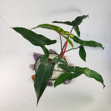 Load image into Gallery viewer, Philodendron Mexicanum, Exact Plant Large
