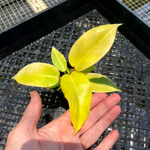 Load image into Gallery viewer, Philodendron Jungle Fever , 2.5” pot, Fedex 2 day*
