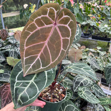 Load image into Gallery viewer, Anthurium Red Crystallinum Doc Block 6" pot, Fedex 2day
