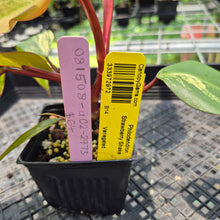 Load image into Gallery viewer, Philodendron Strawberry Shake Variegated exact plant, Fedex 2day*
