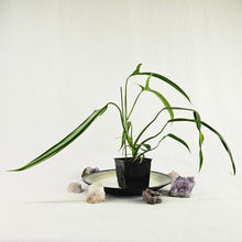 Load image into Gallery viewer, Philodendron Holtonianum, Exact Plant Ships Nationwide
