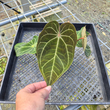 Load image into Gallery viewer, Anthurium Magnificum x Papillilaminum Exact Plant
