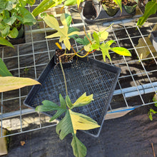 Load image into Gallery viewer, Philodendron Florida Beauty, Exact Plant Variegated Ships Nationwide
