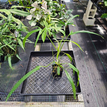 Load image into Gallery viewer, Philodendron Holtonianum, Exact Plant Ships Nationwide
