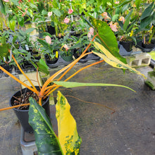 Load image into Gallery viewer, Philodendron Billietiae, Exact Plant Ships Nationwide
