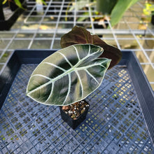 Load image into Gallery viewer, Alocasia Grandis, Exact Plant 2.5&#39;&#39; pot
