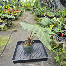 Load image into Gallery viewer, Philodendron Corsinianum exact plant, Fedex 2day*
