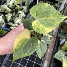 Load image into Gallery viewer, Anthurium Clarinervium Variegated exact plant, Fedex 2day*
