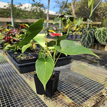 Load image into Gallery viewer, Anthurium Shibori, Exact Plant Variegated
