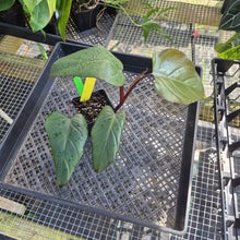 Load image into Gallery viewer, Philodendron Dark Lord, Exact Plant Ships Nationwide
