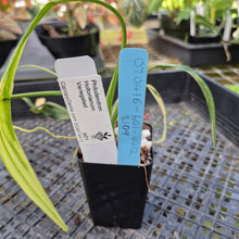 Load image into Gallery viewer, Philodendron Holtonianum Variegated, Exact Plant Ships Nationwide
