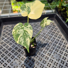 Load image into Gallery viewer, Monstera Deliciosa Creme Brulee variegated exact plant, Fedex 2day*
