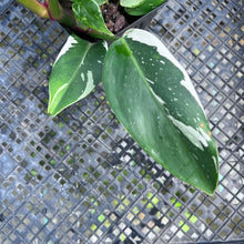 Load image into Gallery viewer, Philodendron White Princess, Exact Plant Variegated Hot Pink
