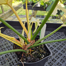 Load image into Gallery viewer, Philodendron Golden Dragon, Exact Plant Variegated
