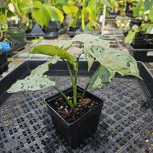 Load image into Gallery viewer, Syngonium Green Splash, Exact Plant Variegated Ships Nationwide
