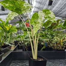 Load image into Gallery viewer, Alocasia Odora Batik, Exact Plant Variegated Ships Nationwide
