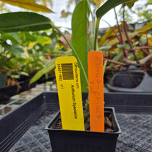 Load image into Gallery viewer, Anthurium Spectabile, Exact Plant Ships Nationwide
