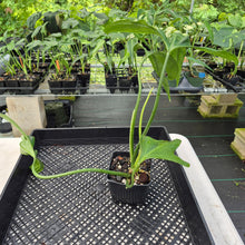 Load image into Gallery viewer, Philodendron Holtonianum exact plant, Fedex 2day*
