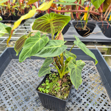Load image into Gallery viewer, Philodendron Verrucosum Melon 4" pot, Fedex 2day*
