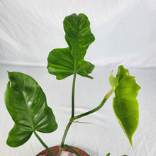 Load image into Gallery viewer, Philodendron Minarum &#39;Lime Fiddle&#39;, Exact Plant

