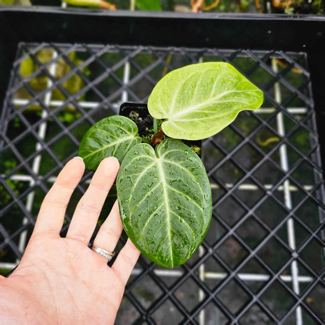 Anthurium Villenaorum, Exact Plant