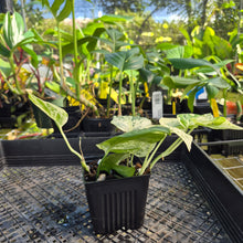 Load image into Gallery viewer, Epipremnum Pinnatum Marble, Exact Plant Variegated Ships Nationwide
