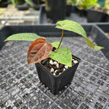 Load image into Gallery viewer, Anthurium Ace Of Spades X Papillilaminum, Exact Plant Ships Nationwide
