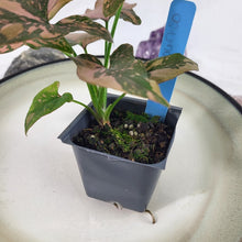 Load image into Gallery viewer, Syngonium Pink Splash Variegated 2.5" pot, Fedex 2day*
