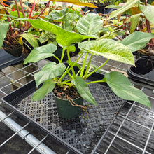 Load image into Gallery viewer, Philodendron Giganteum, Exact Plant Variegated Ships Nationwide
