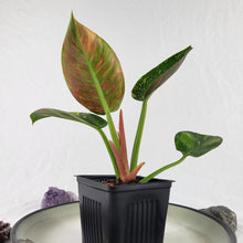 Load image into Gallery viewer, Philodendron Green Congo Nuclear, Exact Plant Variegated
