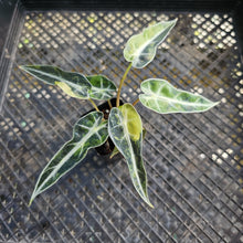 Load image into Gallery viewer, Alocasia Bambino, Exact Plant Variegated Ships Nationwide
