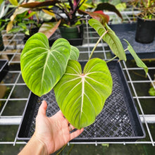 Load image into Gallery viewer, Philodendron Gloriosum, Pink Veined Back, Exact Plant
