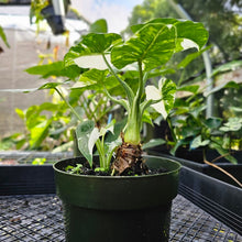 Load image into Gallery viewer, Alocasia Odora, Okinawa Silver, Exact Plant Variegated Multi pot of 3+
