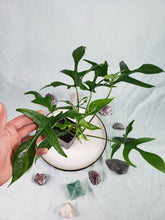 Load image into Gallery viewer, Glad Hands&#39;, Exact Plant, Philodendron Quercifolium x Pedatum
