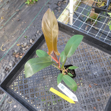 Load image into Gallery viewer, Philodendron Florida Bronze, Exact Plant Ships Nationwide
