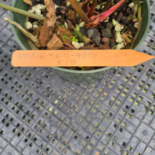 Load image into Gallery viewer, Anthurium Doc Block (Red Crystallinum) x Kunayalense exact plant, Fedex 2day*

