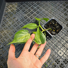Load image into Gallery viewer, Philodendron Hederaceum, Heart Leaf, Exact Plant Variegated Ships Nationwide
