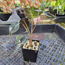Load image into Gallery viewer, Alocasia polly snowflake variegated, Exact Plant Ships Nationwide.
