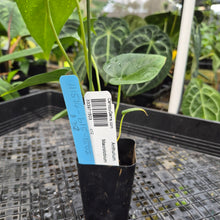 Load image into Gallery viewer, Anthurium Macrolobium, Exact Plant Ships Nationwide
